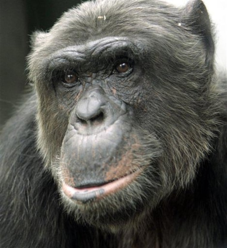 Image: Matthew the chimp